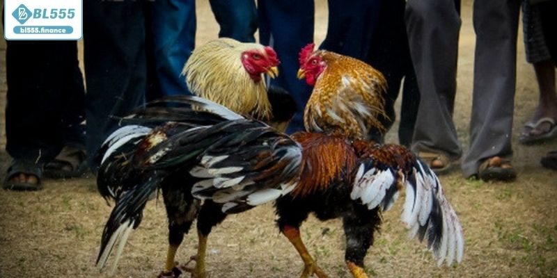 Cách xem đá gà cựa sắt online an toàn tại BL555