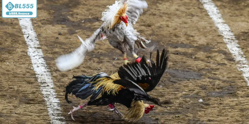 Nền tảng tường thuật trực tiếp minh bạch tuyệt đối